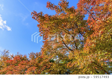 小豆島　寒霞渓　紅葉 59517493