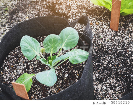 Plant in pot seed grow Organic vegetable Home gardening  59519219