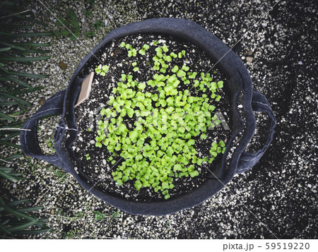 Green Plant grow Top view Home gardening Green Plant grow Top view Home gardening 59519220