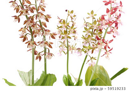 エビネ蘭 赤茶色の花 白背景 エビネ蘭 赤茶色の花 白背景 59519233