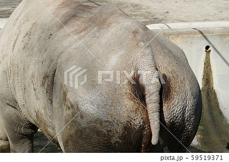 ゾウのお尻 かわいいおしりの写真素材