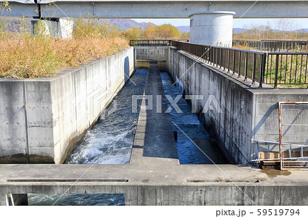 千代田新水路の魚道 千代田新水路の魚道 59519794