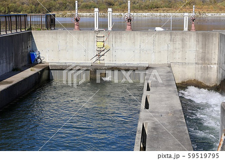 千代田新水路の魚道 59519795