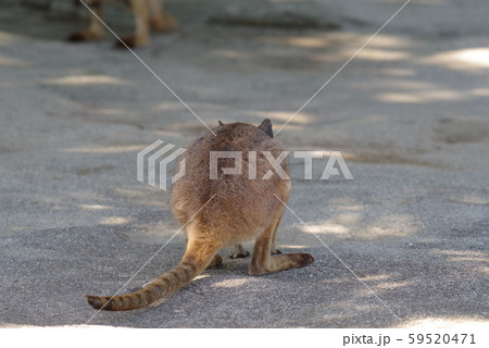 イエローフーテッドロックワラビー イエローフーテッドロックワラビー 59520471