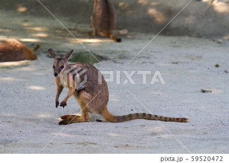 イエローフーテッドロックワラビー イエローフーテッドロックワラビー 59520472