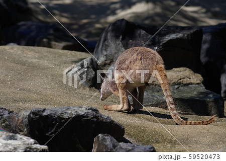 イエローフーテッドロックワラビー イエローフーテッドロックワラビー 59520473