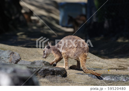 イエローフーテッドロックワラビー イエローフーテッドロックワラビー 59520480