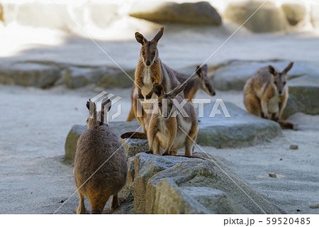 イエローフーテッドロックワラビー イエローフーテッドロックワラビー 59520485