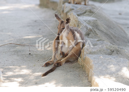 イエローフーテッドロックワラビー イエローフーテッドロックワラビー 59520490