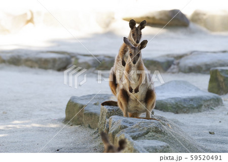 イエローフーテッドロックワラビー イエローフーテッドロックワラビー 59520491