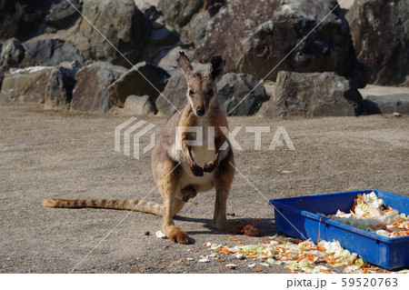 イエローフーテッドロックワラビー イエローフーテッドロックワラビー 59520763