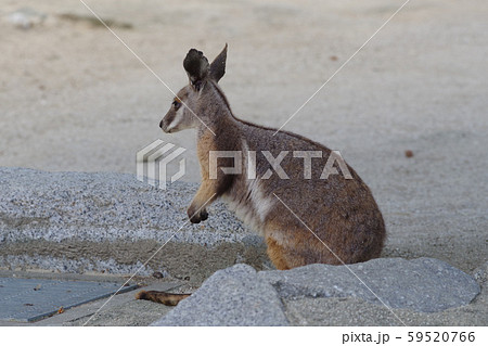 イエローフーテッドロックワラビー 59520766