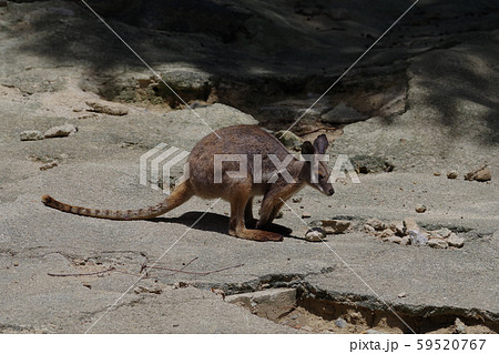 イエローフーテッドロックワラビー イエローフーテッドロックワラビー 59520767