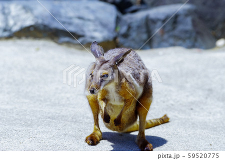 イエローフーテッドロックワラビー イエローフーテッドロックワラビー 59520775