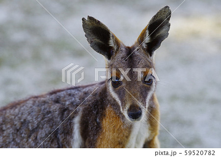 イエローフーテッドロックワラビー イエローフーテッドロックワラビー 59520782