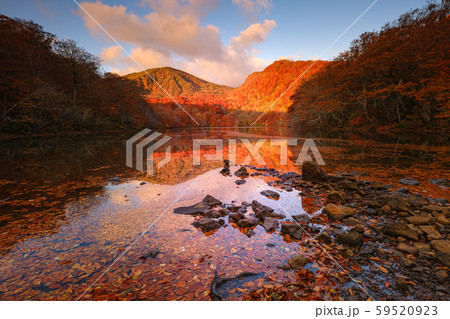 紅葉 紅葉 59520923