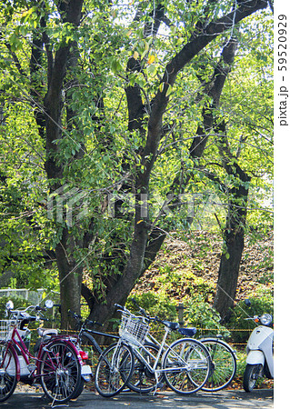 木陰に自転車 59520929