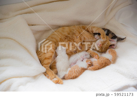 猫、仔猫、こねこ、猫の家族 猫、仔猫、こねこ、猫の家族 59521173