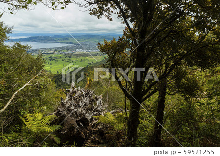 ニュージーランド　タウポ　タウハラ山から見えるタウポの街とタウポ湖 59521255