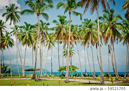 palm trees over tropical lagoon with wild beach 59521705