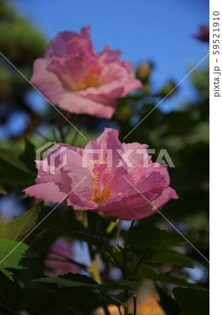 酔芙蓉 鶴舞公園 酔芙蓉 鶴舞公園 59521910