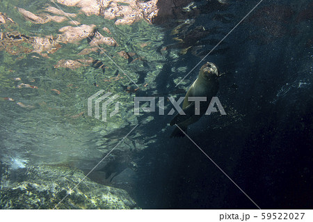 sea lion seal underwater while diving galapagos 59522027