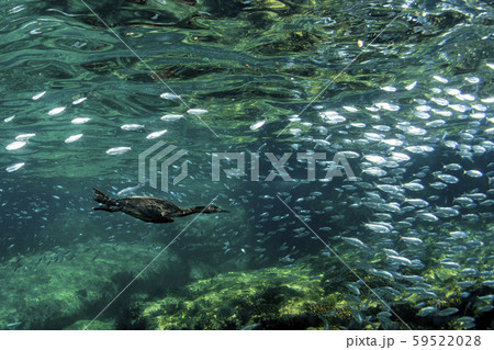 cormorant while fishing underwater in bait ball 59522028