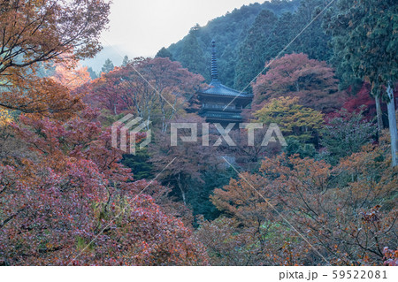 【高源寺】鮮やかな赤に包まれる丹波のもみじ寺 59522081