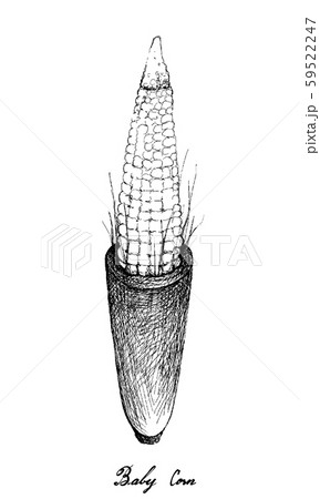 Hand Drawn of Baby Corns on White Background Hand Drawn of Baby Corns on White Background 59522247