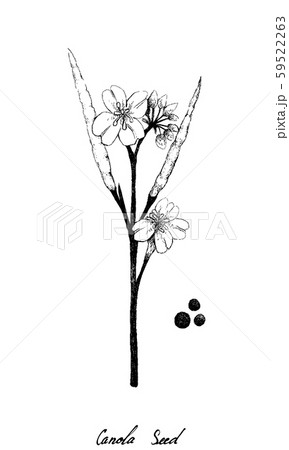 Hand Drawn of Canola Pod and Seed Hand Drawn of Canola Pod and Seed 59522263
