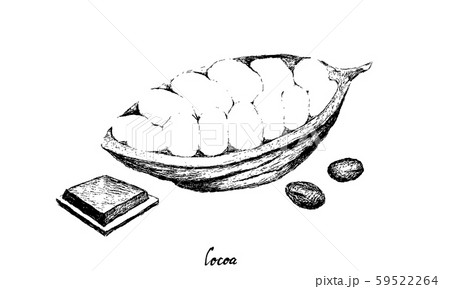 Hand Drawn of Cacao Fruits on Tree Bunch 59522264