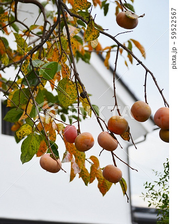 秋の味覚柿の実 秋の味覚柿の実 59522567
