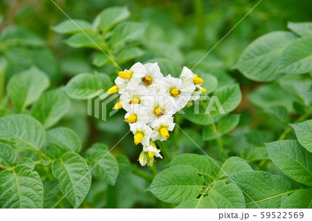 ジャガイモの可愛い花 ジャガイモの可愛い花 59522569