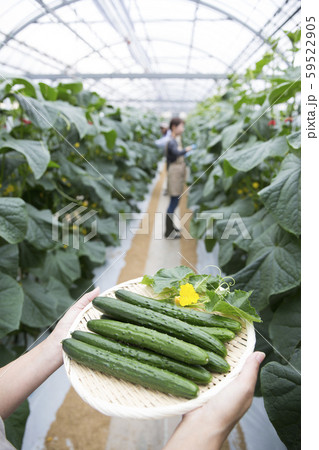 胡瓜の収穫 59522905