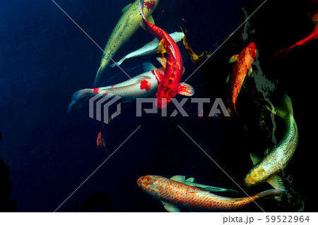 Japanese Koi fish swim in pond isolate in black background. Japanese Koi fish swim in pond isolate in black background. 59522964