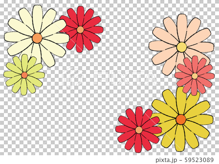 Hana Osteospermum Set 59523089