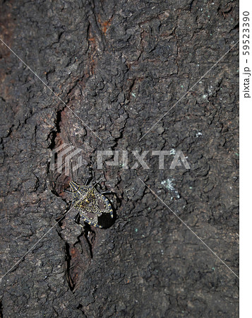 サクラの幹に取り付くキマダラカメムシ 59523390
