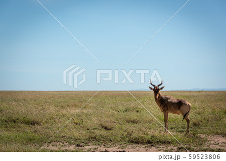 Coke hartebeest stands eyeing camera in savannah 59523806
