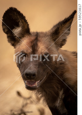 Close-up of wild dog standing eyeing camera Close-up of wild dog standing eyeing camera 59523817