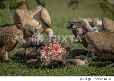 Close-up of white-backed vultures feeding on 59523818