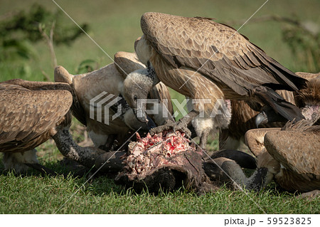 Close-up of white-backed vulture standing on 59523825