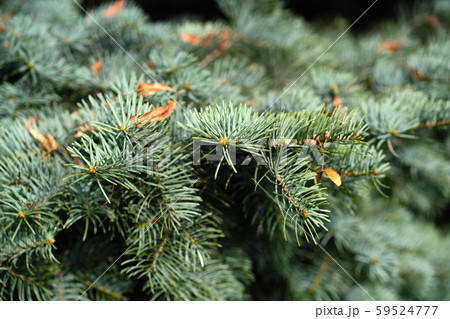 Green spruce summer afternoon in Riga 59524777