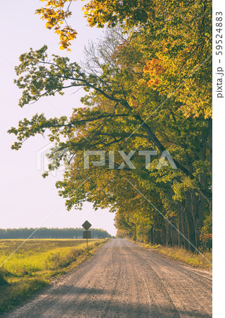 Dirt road with oaks in the fall Dirt road with oaks in the fall 59524883