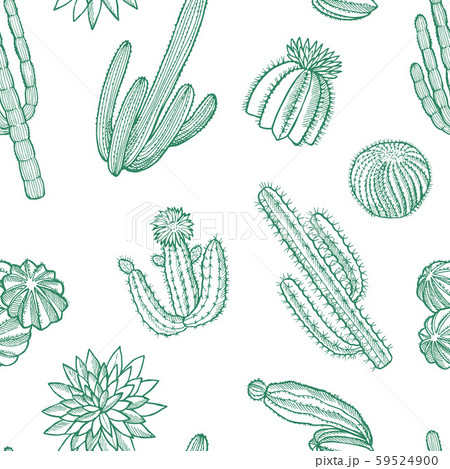 Vector hand drawn wild cacti plants pattern illustration 59524900