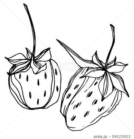 Vector strawberry fresh berry healthy food. Black and white engraved ink art. Isolated strawberry 59525022