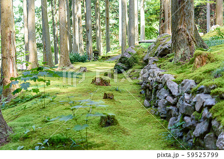 写真素材：苔筵、こけむしろ、こけ、森、林、自然 59525799