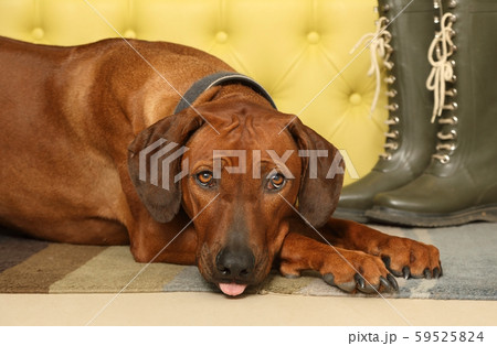 Cute Rhodesian Ridgeback dog lying on the rug in 59525824