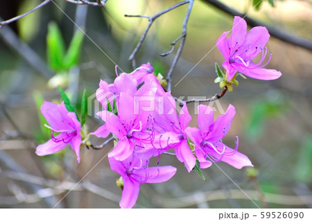 濃いピンクのツツジの花アップ 濃いピンクのツツジの花アップ 59526090