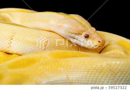 A yellow snake in tropical forest, natural 59527322
