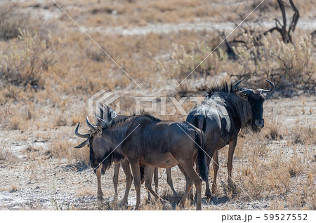 Wildebeest grazing in Etosha 59527552
